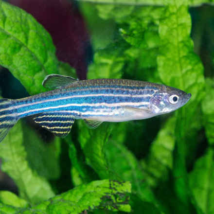 Picture of a zebrafish