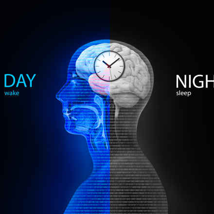 Circadian rhythms - split with day and night with a clock over a human brain