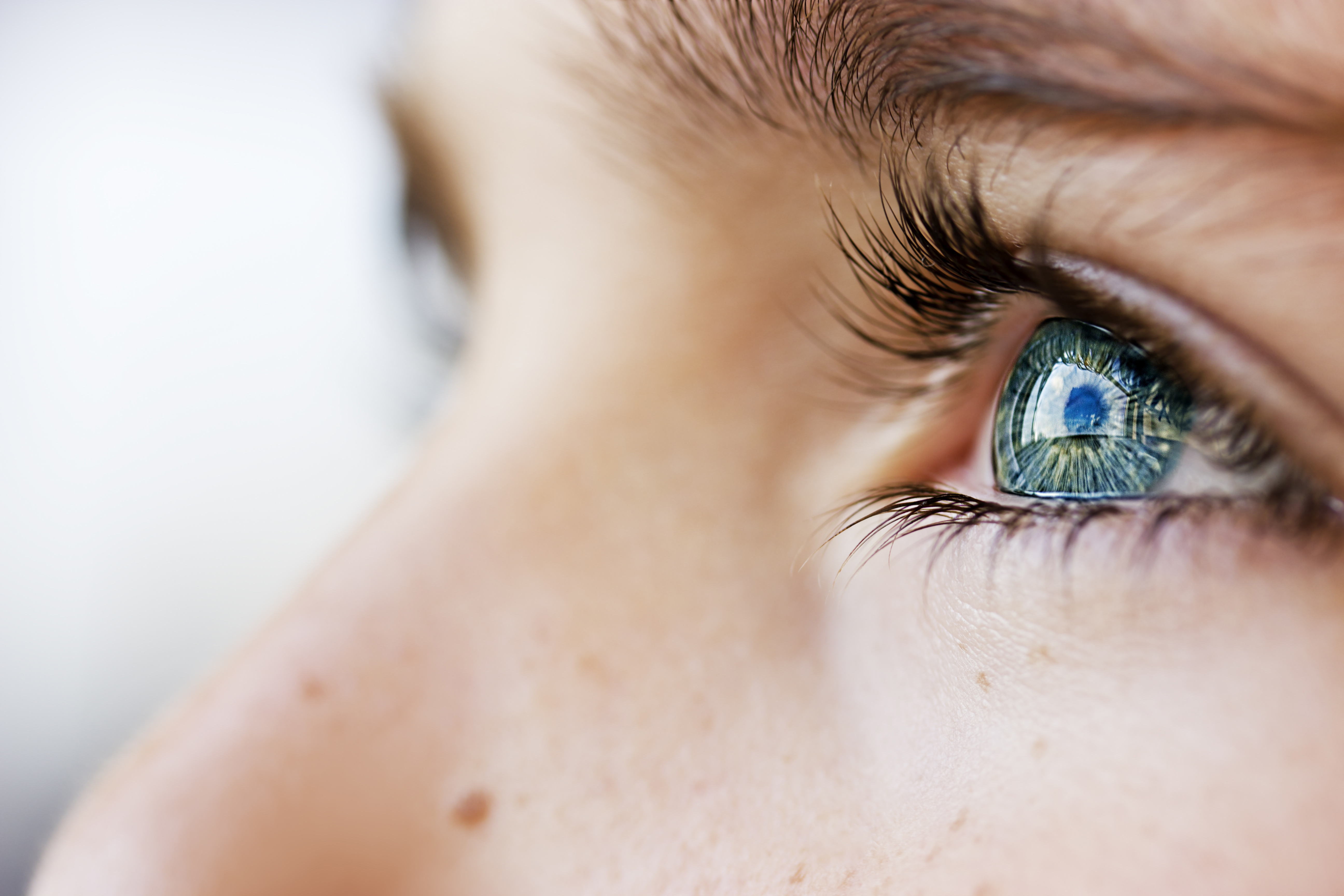 What is the macula? primary image