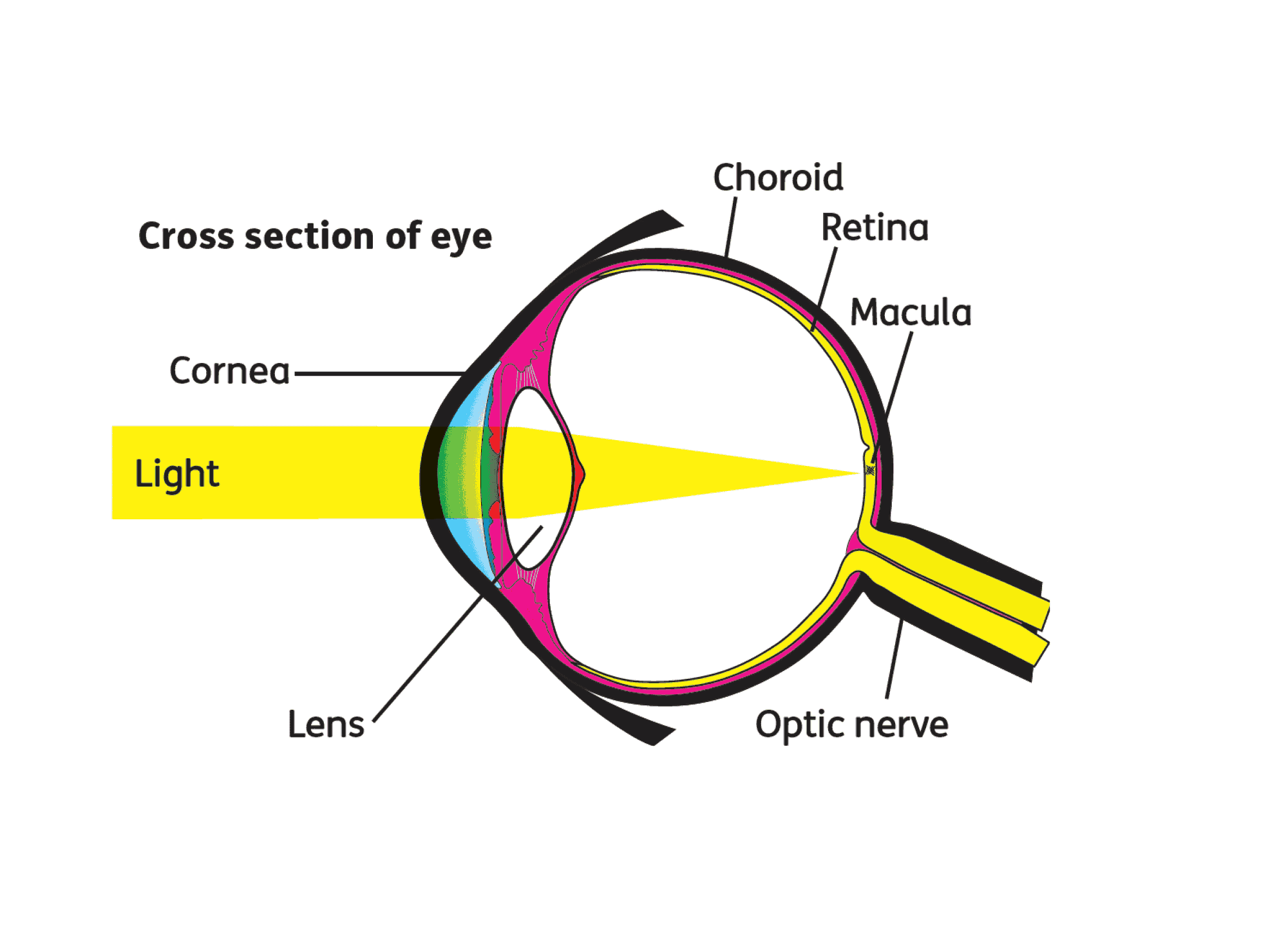 Cross section of eye