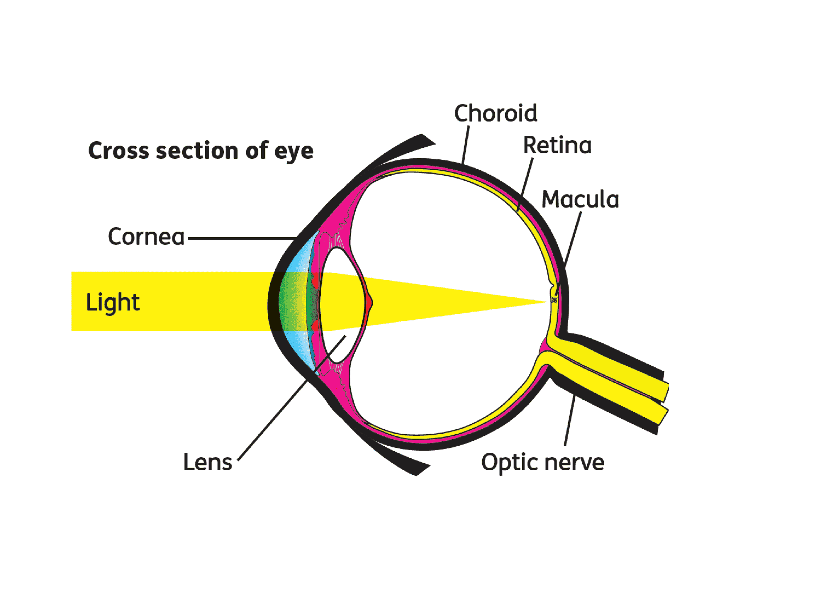 Cross section of eye
