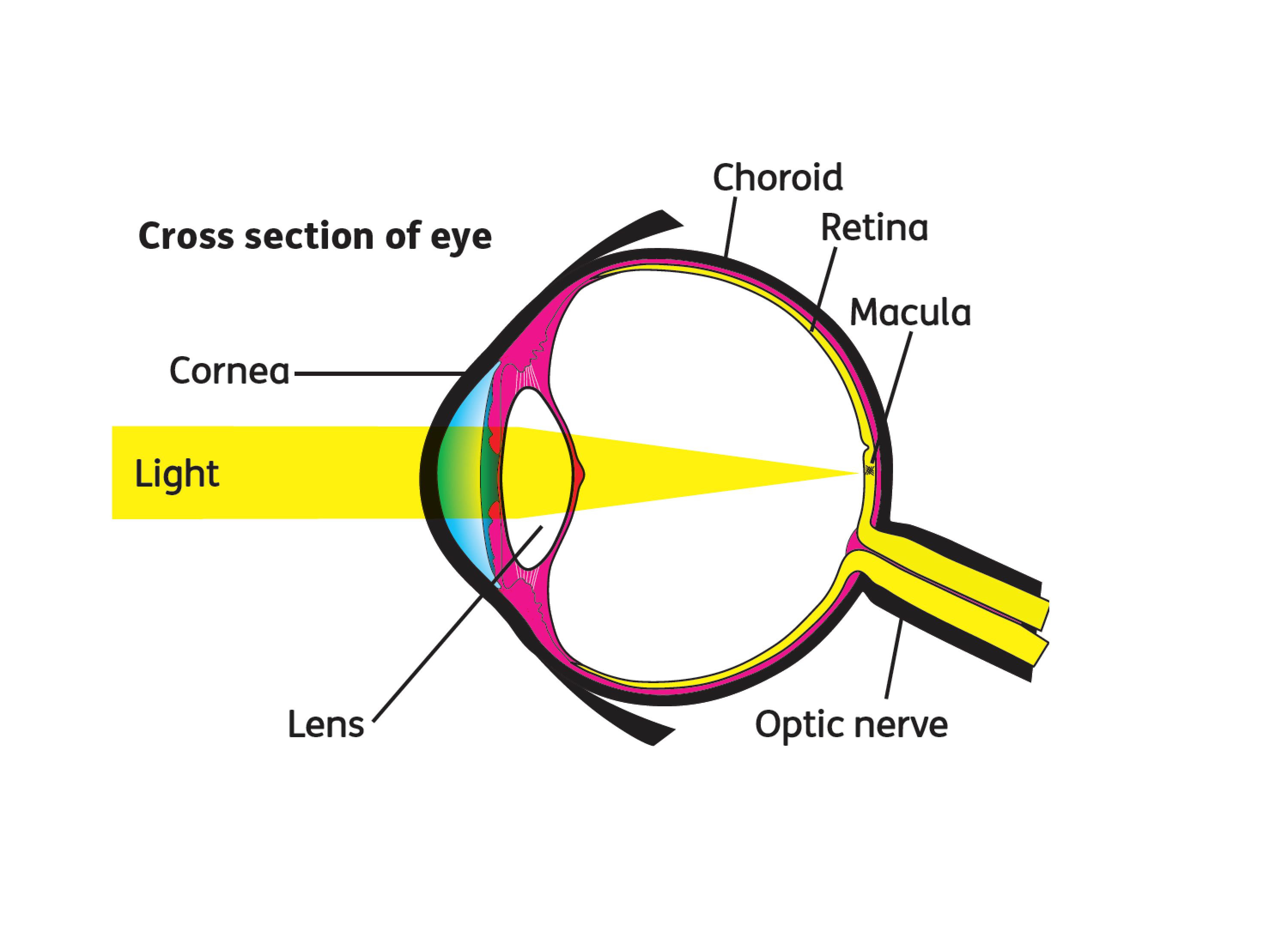 Macula: Anatomy, Function & Common Conditions